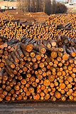 Log Ends Wood Rounds Cut Measured Tree Trunks Lumber Mill