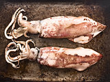 cooked whole squid