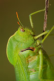 Bladder grasshopper