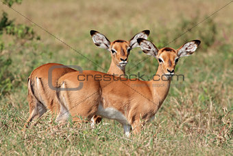 Impala antelope lambs
