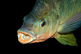 Nembwe fish portrait
