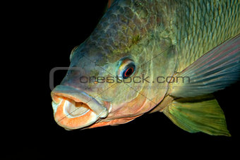 Nembwe fish portrait