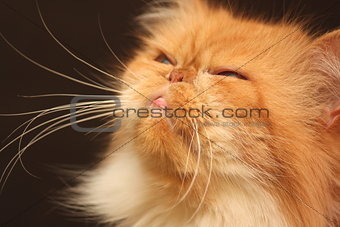 Portrait of a beautiful orange Persian cat