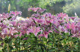  pink  lilies