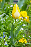 Beautiful yellow tulip 