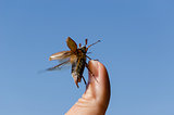 maybug crawl human finger tip  antennas 