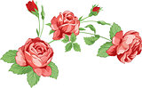 Roses with leaves