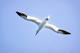 A Albatros flies in the clear blue sky. 
