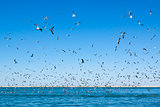A large number of seagulls flying over the sea surface.