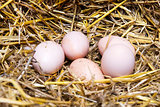 Real the hen roost with eggs.