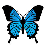 Butterfly. Vector illustration 