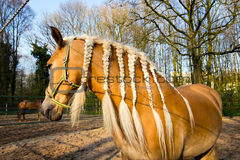 Horse with braids against spring background