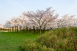 Richly blossoming sakura garden with the sun shining