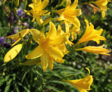 Yellow Day lily or Hemerocallis