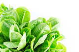 Green cos salad