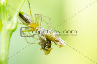 Spider eat worm in green nature background