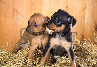 Two Russian Toy Terrier puppies 