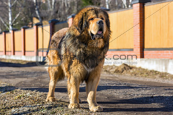 Dog breed Tibetan Mastiff