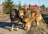 Two dog breed Tibetan Mastiff