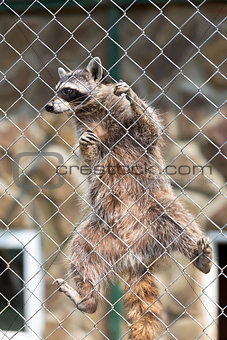 Raccoon (Procyon lotor) in zoo 