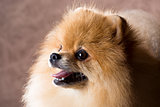 Close-up portrait Pomeranian dog 
