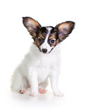 Little Puppy Papillon on a white background
