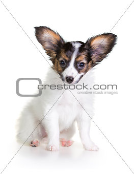 Little Puppy Papillon on a white background