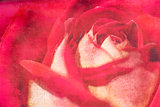 A vintage Grunge paper background with bright red rose