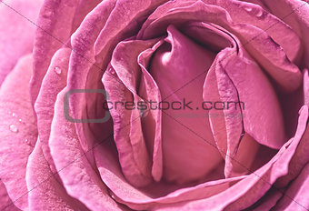 A vintage background with bright rose