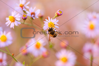 Bee on a yellow flower the chamomile