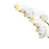 white and magenta phalaenopsis orchid isolated on white