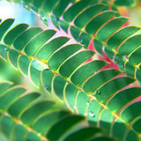 Texture of Acacia leaves.