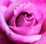 Beautiful pink Rose close up
