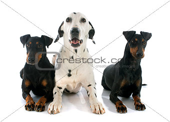 Manchester terriers and dalmatian