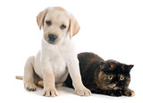 exotic shorthair cat and puppy 