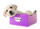 puppy labrador retriever in box