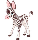 Cute Zebra Foal