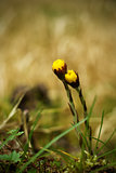 Two coltsfoot flowers
