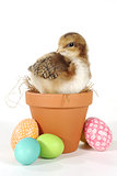 Holiday Themed Image With Baby Chicks and Eggs