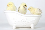 Adorable Baby Chicks in a Bathtub
