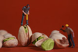 Construction Workers in Conceptual Food Imagery With Pistachio N