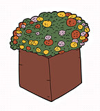 Marigolds in Square Pot