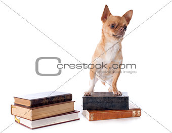 chihuahua and books
