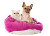 exotic shorthair cat and chihuahua