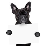 french bulldog with banner
