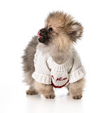 puppy wearing sweater