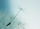 Dandelion flower with seed