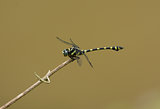 male Common Flangetail dragonfly (Ictinogomphus decoratus melaen
