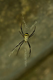 female Golden Orb spider