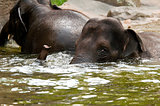 Two elephants in the water